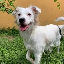 Juninho